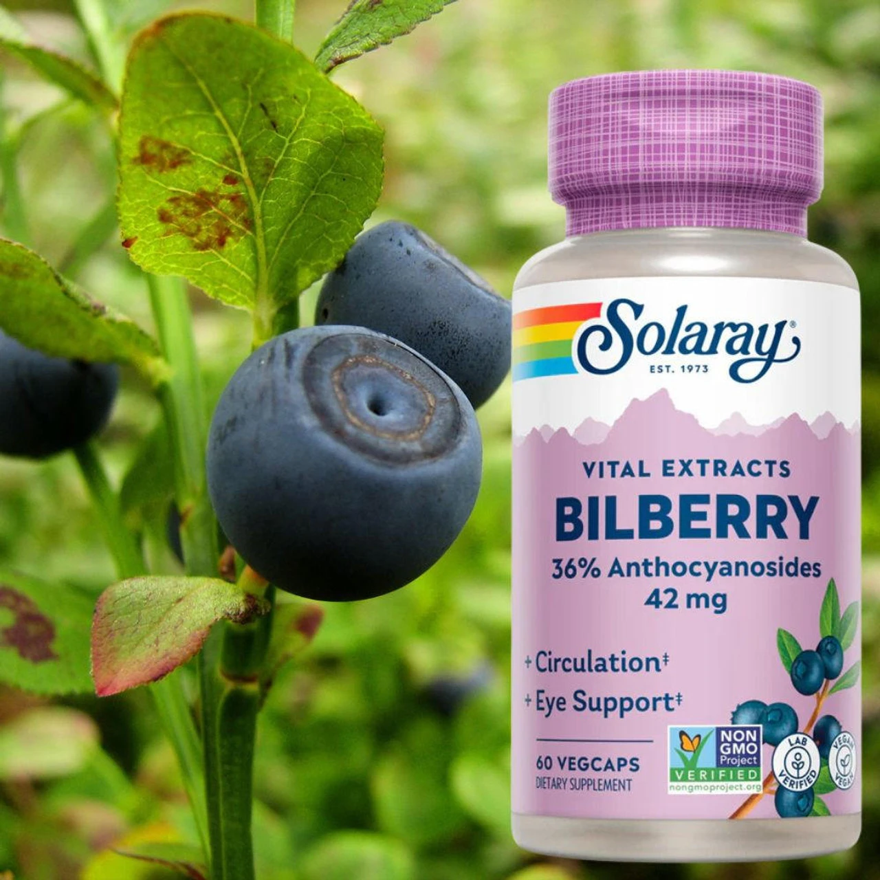 Solaray Bilberry Extract 42mg 60 Caps 4 Solaray Bilberry Extract 42mg 60 Caps - Image 4